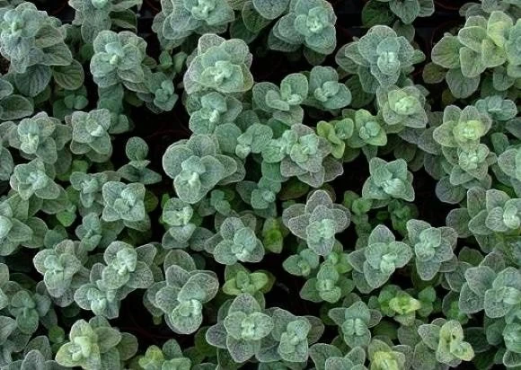 Δίκταμο: Το ελληνικό superfood – Δείτε τις ευεργετικές του ιδιότητες